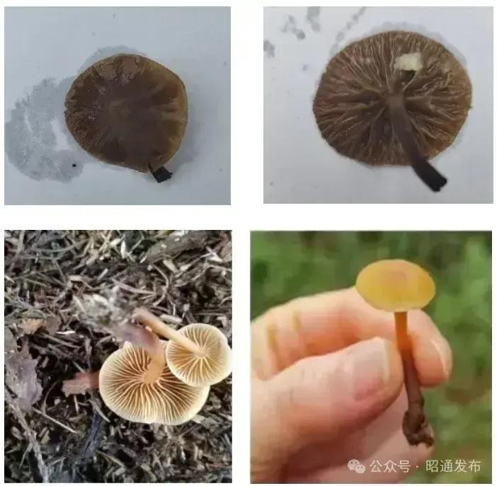 小心！这种小个子野生菌剧毒，误食危及生命  第2张