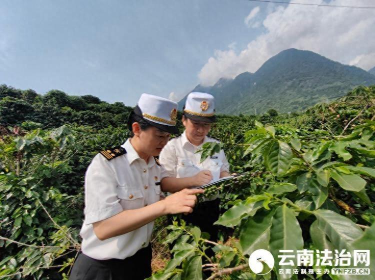 云南咖啡出口猛增，背后原因令人惊叹
