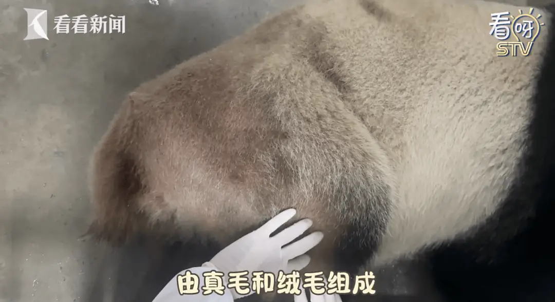 上海野生动物园大熊猫康康断毛，是生病了吗？专家这样说  第2张