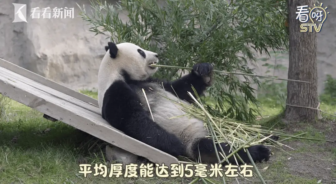 上海野生动物园大熊猫康康断毛，是生病了吗？专家这样说  第3张