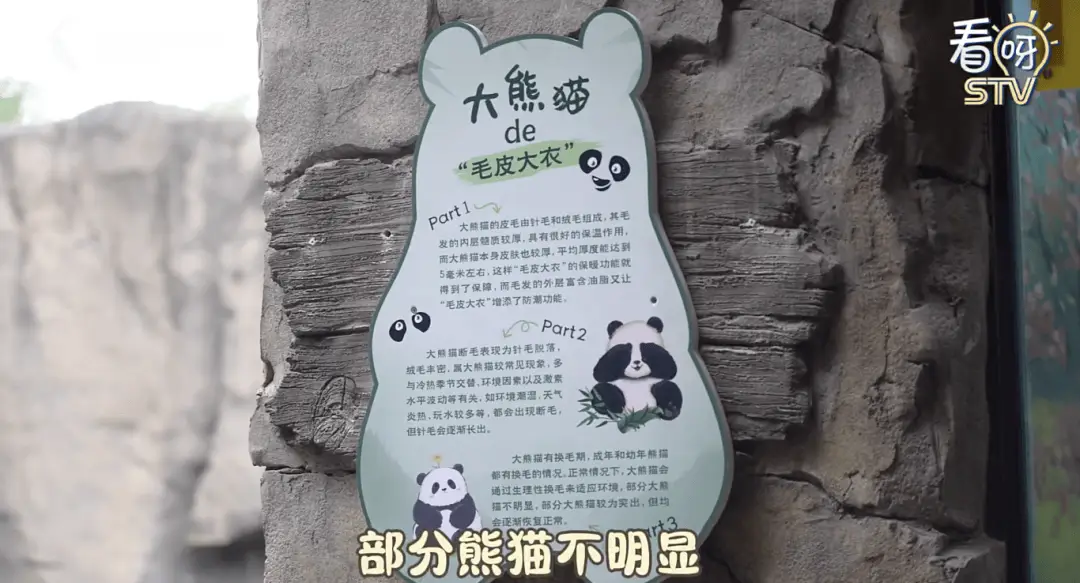 上海野生动物园大熊猫康康断毛，是生病了吗？专家这样说  第4张