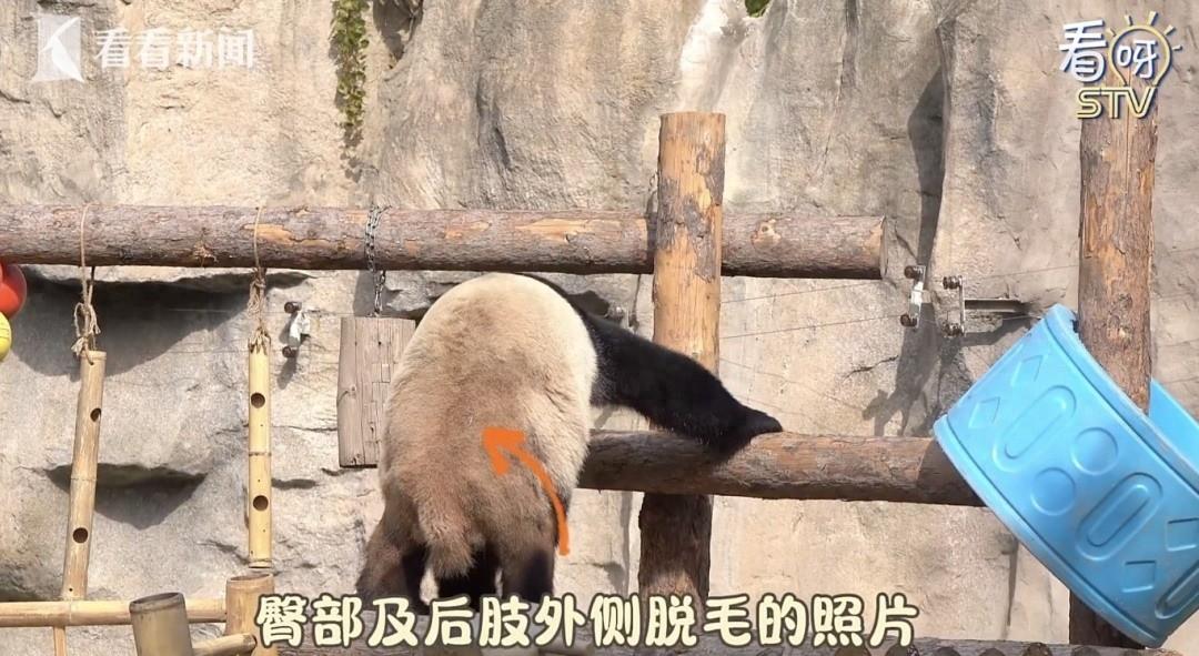 惊！大熊猫康康脱毛真相曝光，竟然是因为这个  第1张
