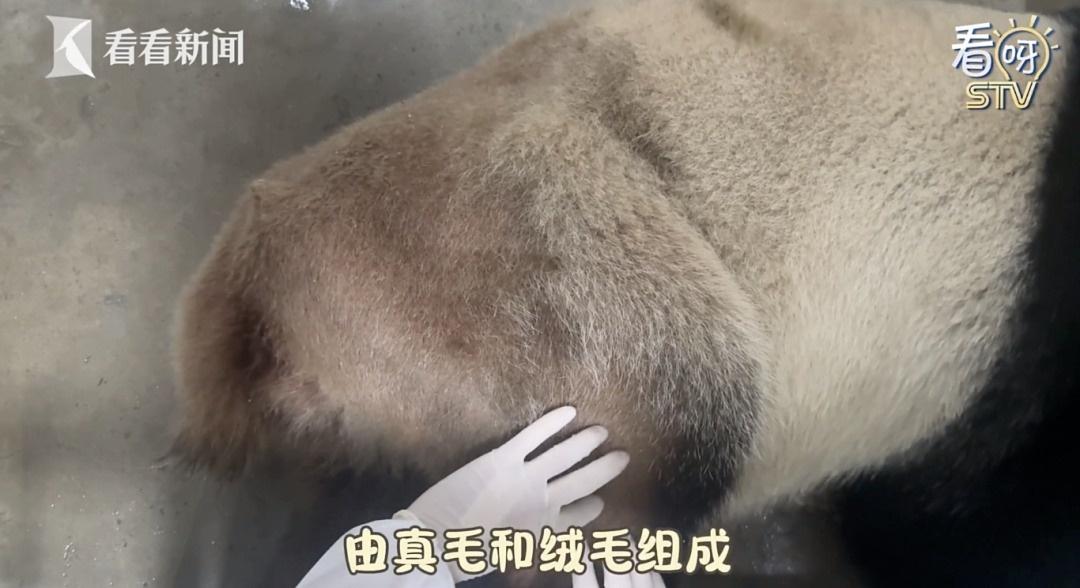 惊！大熊猫康康脱毛真相曝光，竟然是因为这个  第2张