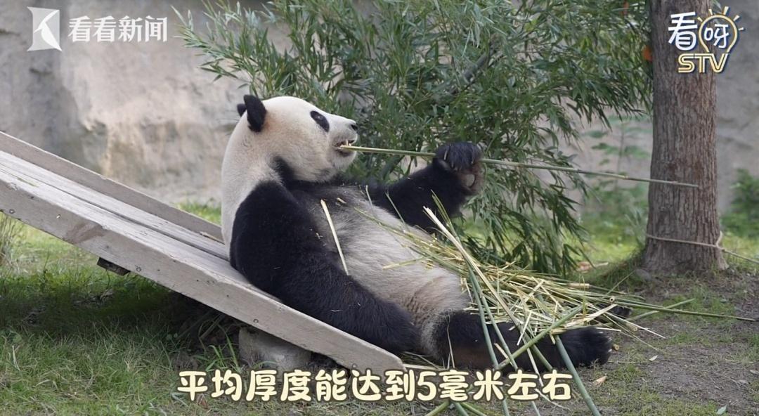 惊！大熊猫康康脱毛真相曝光，竟然是因为这个  第3张