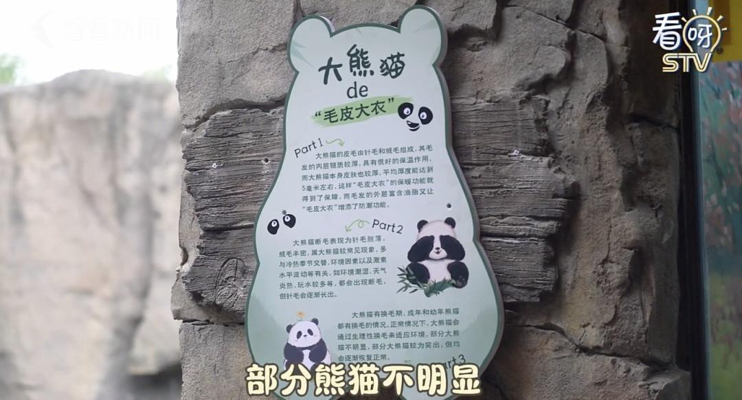 惊！大熊猫康康脱毛真相曝光，竟然是因为这个  第4张