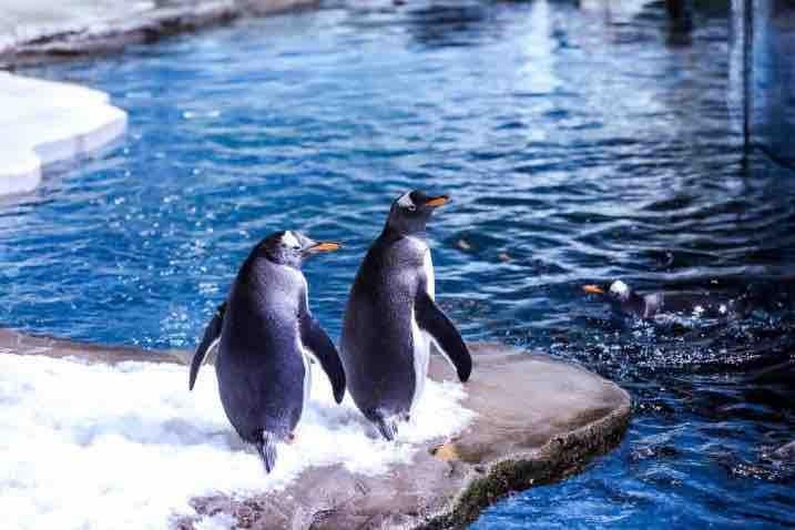 极地科普月来袭！海大志愿者带你探秘极地，还有鲸奇画展、生态瓶 DIY 等你来  第3张