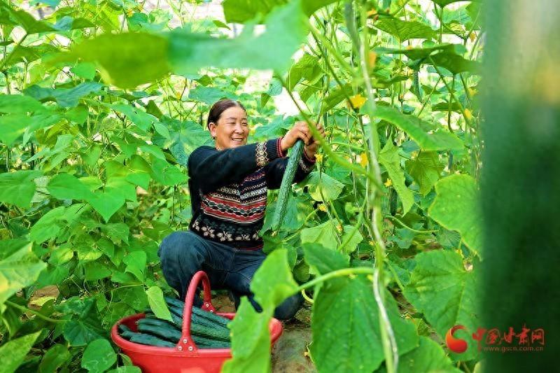 设施农业成农民增收致富新引擎，人参果成金果果