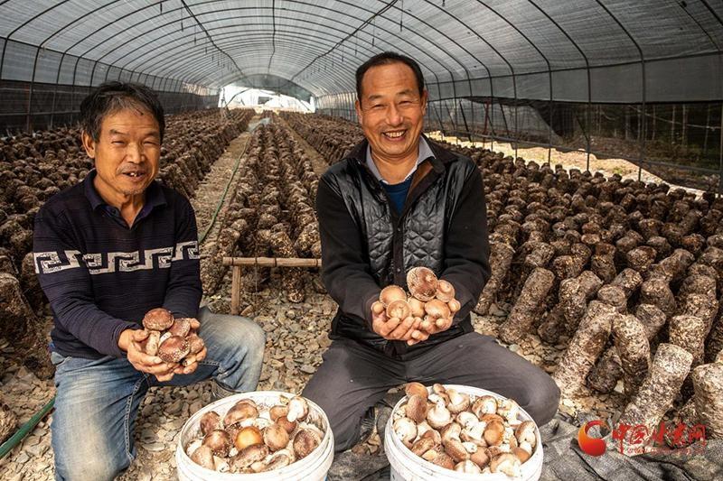 走进两当县左家乡，探寻食用菌产业的致富之路  第2张