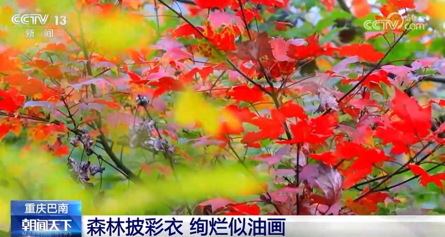 初冬盛景：重庆巴南与安徽黟县，谁的彩林更绚烂？  第1张