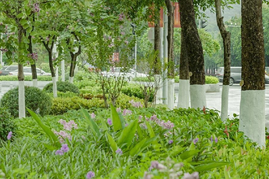 广州降温前，白云区 4.3 万株行道树穿上秋裤  第1张