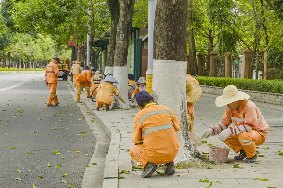 广州降温前，白云区 4.3 万株行道树穿上秋裤  第2张