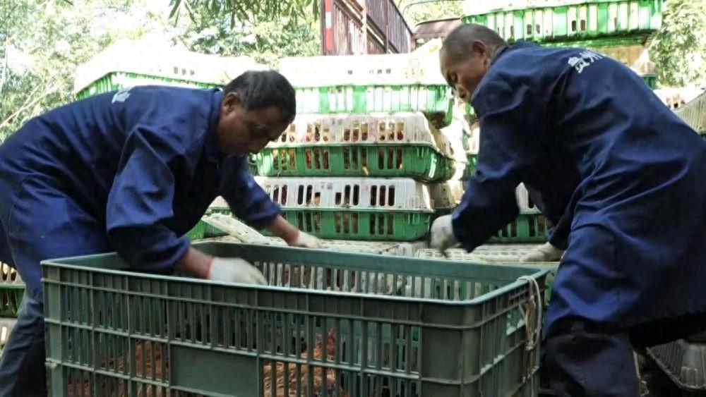 赤水市打造绿色农业体系，特色美食走向成渝餐桌  第1张