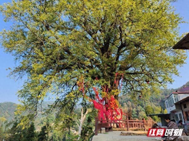 千年古树有了身份证！张家界金慈街道为 4 棵古树名木挂牌保护
