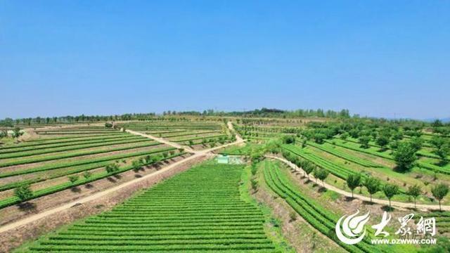 日照这个和茶馆，为啥能拉近老百姓距离，提升基层治理效能？  第2张