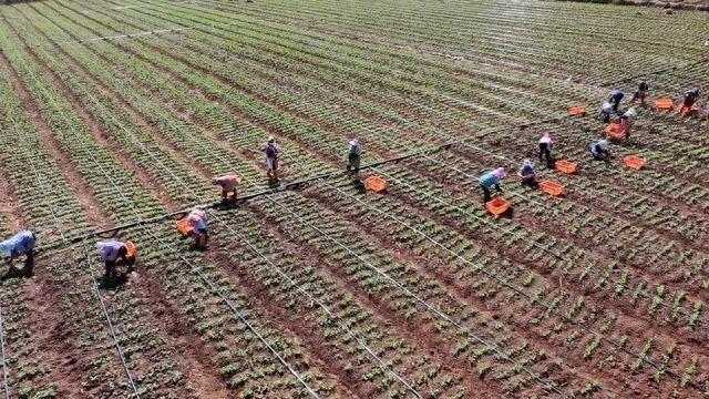 广南豌豆尖，最高卖到 120 元/公斤，你吃过吗？