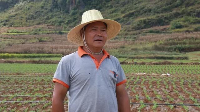 广南豌豆尖，最高卖到 120 元/公斤，你吃过吗？  第2张