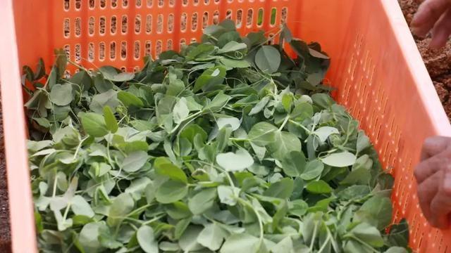 广南豌豆尖，最高卖到 120 元/公斤，你吃过吗？  第3张