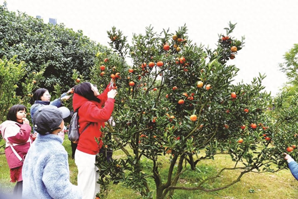 15组亲子家庭乌龙江公园采摘福橘，孩子们兴奋得凌晨5点就起床