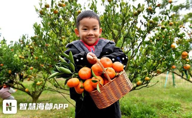 福橘采摘活动火热开启，亲子家庭欢乐迎丰收，最大最熟的福橘等你来摘  第3张