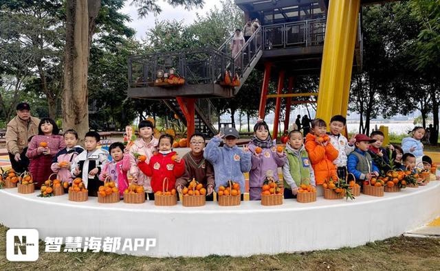 福橘采摘活动火热开启，亲子家庭欢乐迎丰收，最大最熟的福橘等你来摘  第4张