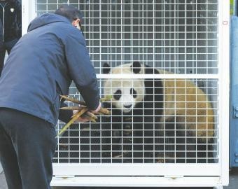 大熊猫星秋怡兰远赴澳洲，50公斤四川零食随行，新居竹林环绕，饲养员精心准备