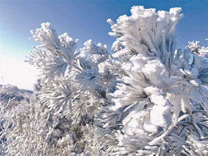 福建多地惊现雾凇奇观，寒潮来袭，厦门气温骤降，最低仅2.5℃  第1张