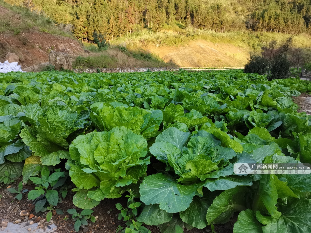 废弃矿山变身四星级景区，年产170吨蔬菜，年创收6万元