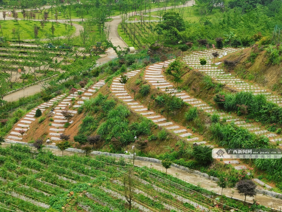 废弃矿山变身四星级景区，年产170吨蔬菜，年创收6万元  第2张