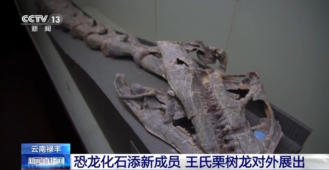 云南禄丰惊现侏罗纪新物种！王氏栗树龙化石揭秘恐龙进化之谜  第2张