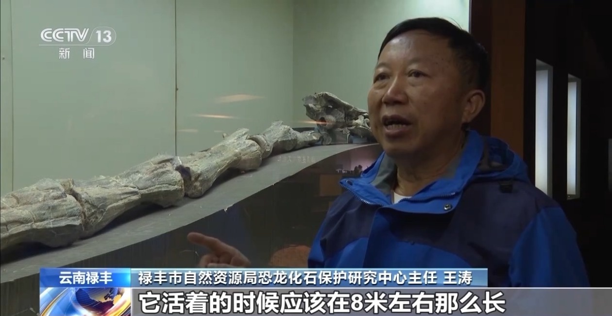 云南禄丰惊现侏罗纪新物种！王氏栗树龙化石揭秘恐龙进化之谜  第3张