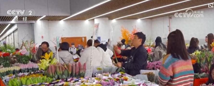 年关将至，云南斗南花卉市场迎来销售高峰，千层金黄金香柳成新宠  第1张