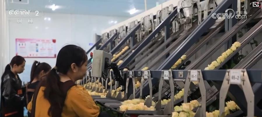 年关将至，云南斗南花卉市场迎来销售高峰，千层金黄金香柳成新宠  第2张