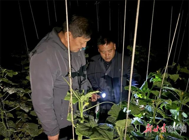 零下低温也不怕！农技人员手把手教你大棚增温秘诀，种植户直呼太实用  第2张