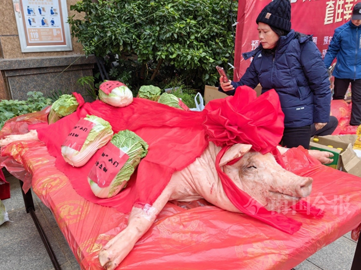 惊！柳州小区游园会惊现整猪，居民疯狂拍照，背后原因竟是……  第1张