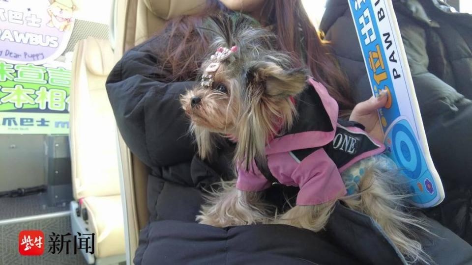 无锡惊现宠物巴士！狗狗也能和主人一起坐公交出游，你敢信？  第3张