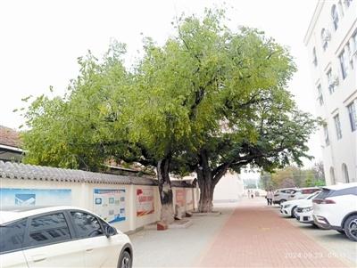 武清河西务中学 4 棵古树未列入名录，校长道出惊人内幕