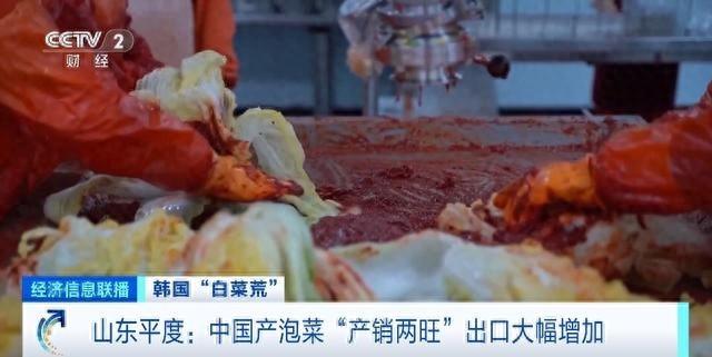 韩国进口中国大白菜，国产泡菜企业积极扩大产能，产销两旺  第1张
