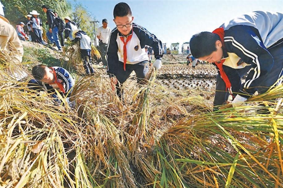 温榆河公园百亩稻田成熟，孩子们竟在这里体验割稻