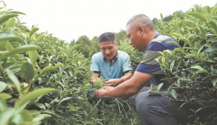 以草养茶，生态种植！建阳 200 余亩生态茶园试点新模式，茶叶总产值突破 10 亿  第1张