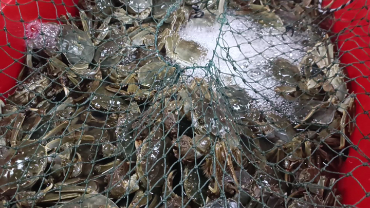 秋风起蟹脚痒，大闸蟹大量上市价格亲民，市民纷纷抢购尝鲜  第5张