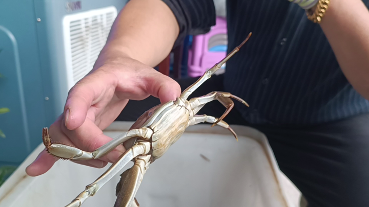 秋风起蟹脚痒，大闸蟹大量上市价格亲民，市民纷纷抢购尝鲜  第7张