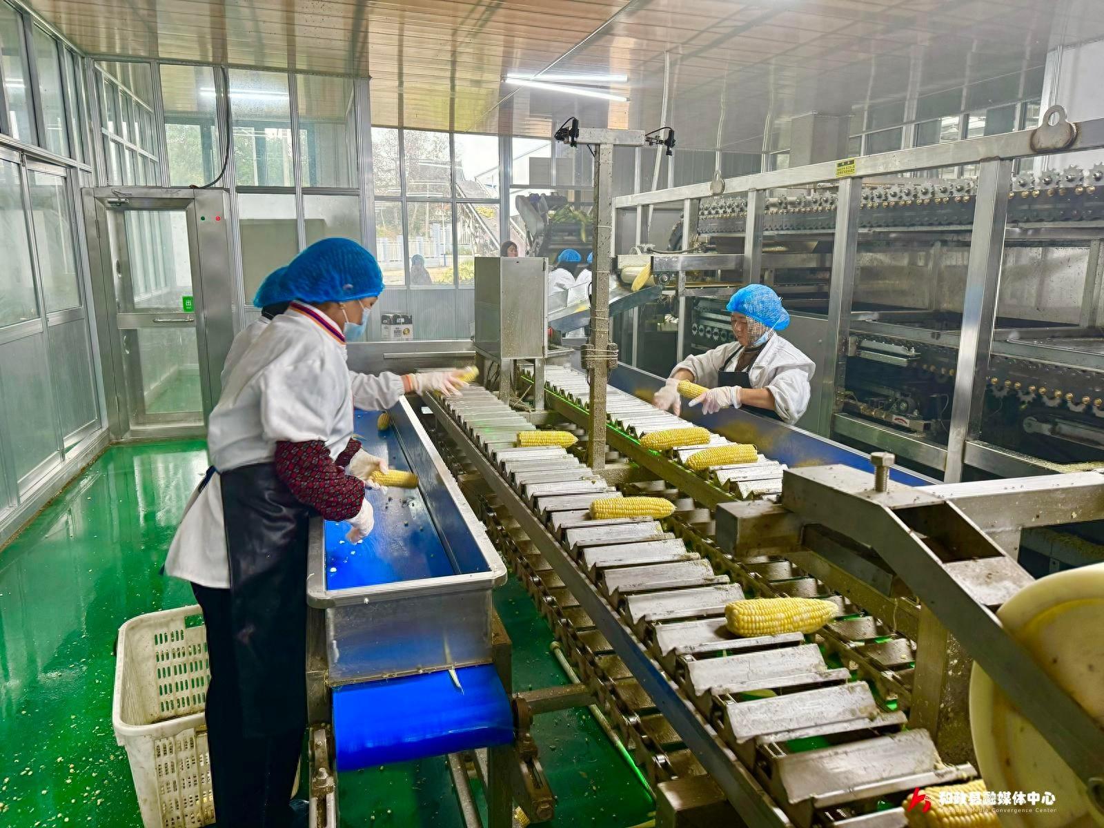 被称作黄金作物的水果玉米，如何成为和政县的致富密码？