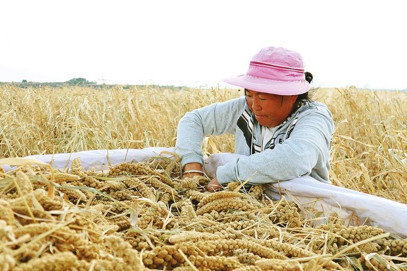 金秋十月，三秦大地丰收忙！陕西如何全方位夯实粮食安全根基？  第2张
