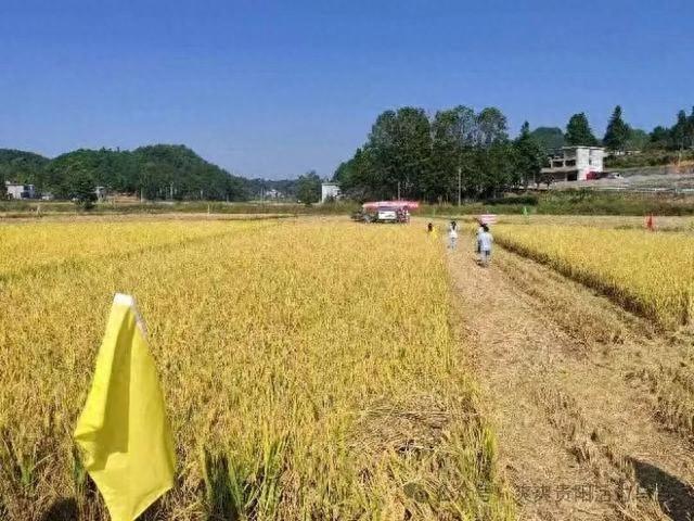 金秋十月，乌当区秋收秋种工作如火如荼，全力保障粮食丰收  第1张