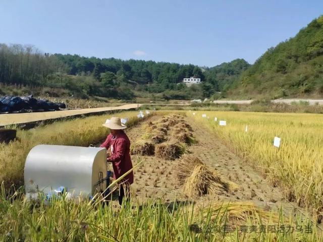 金秋十月，乌当区秋收秋种工作如火如荼，全力保障粮食丰收  第2张