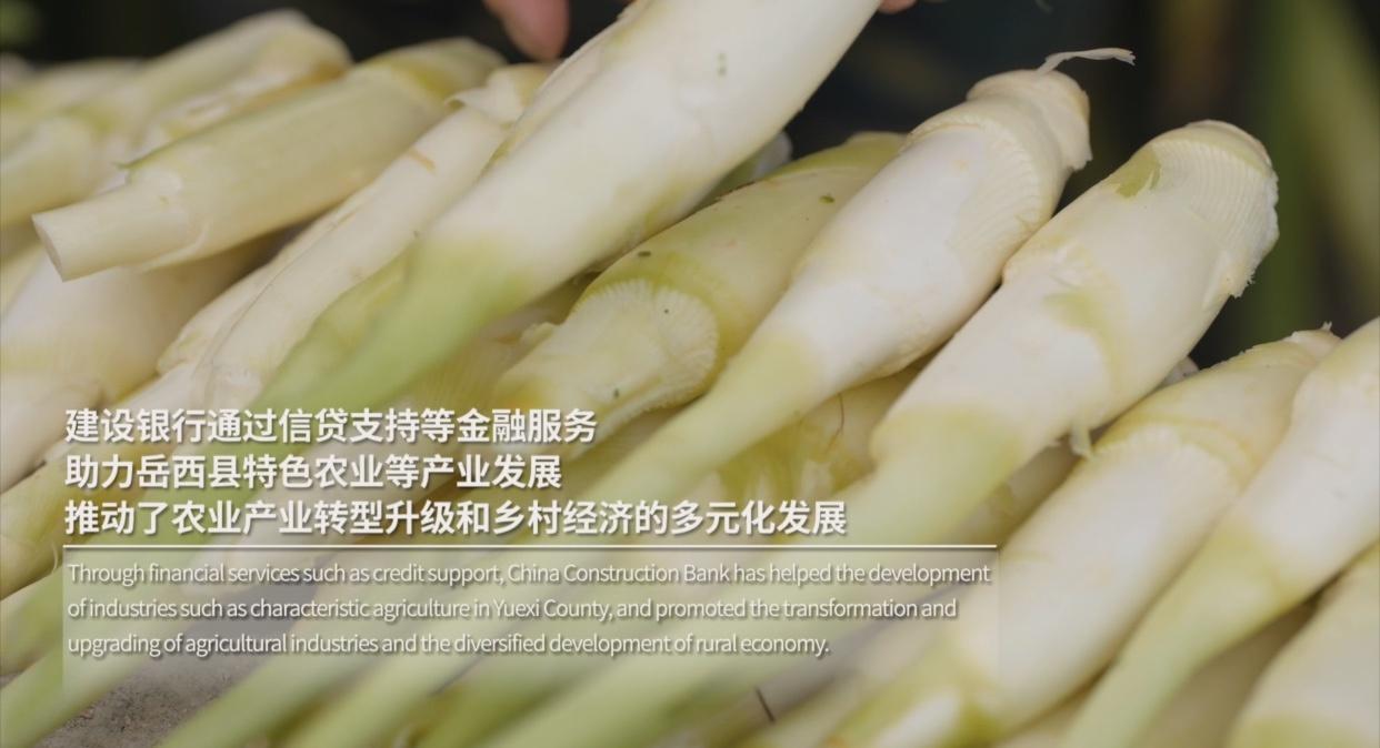 老外探寻中国乡村丰收之谜，见证粮食安全背后的金融力量  第2张