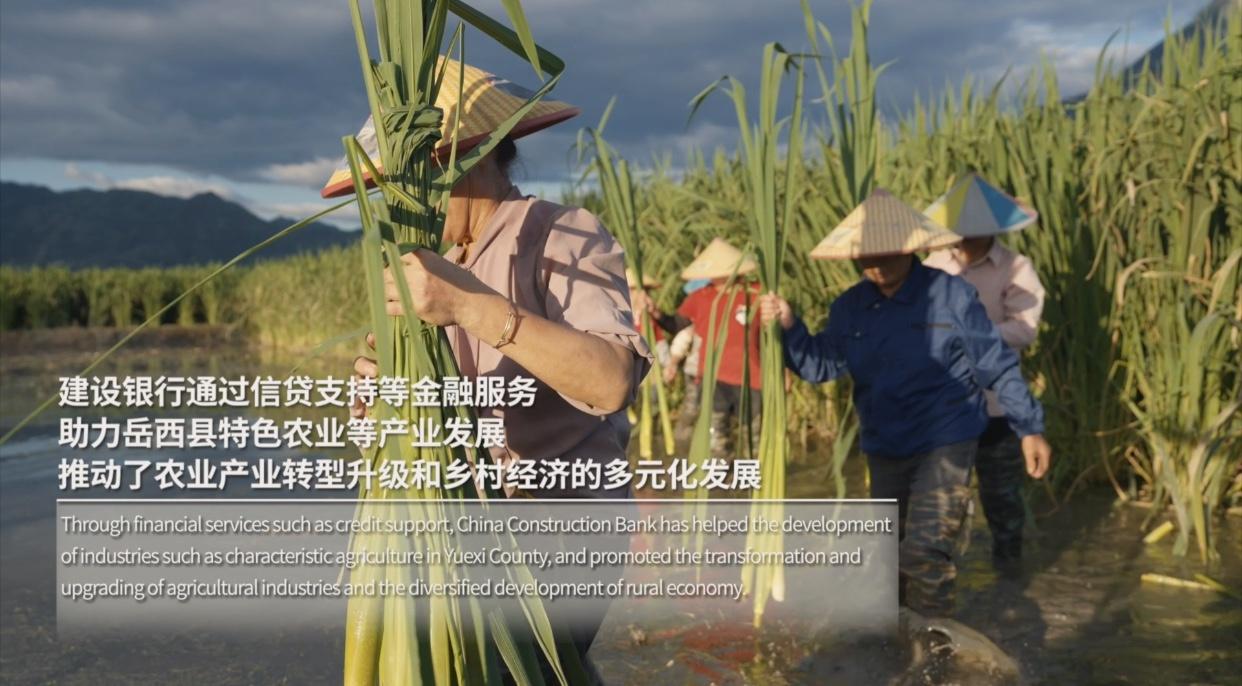 老外探寻中国乡村丰收之谜，见证粮食安全背后的金融力量  第3张