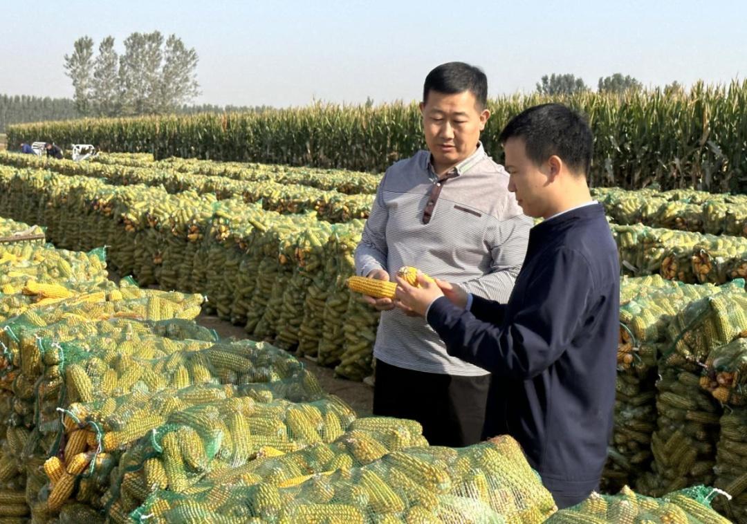 粮食安全大如天，纪检监察来护航！秋粮颗粒归仓，他们功不可没  第5张