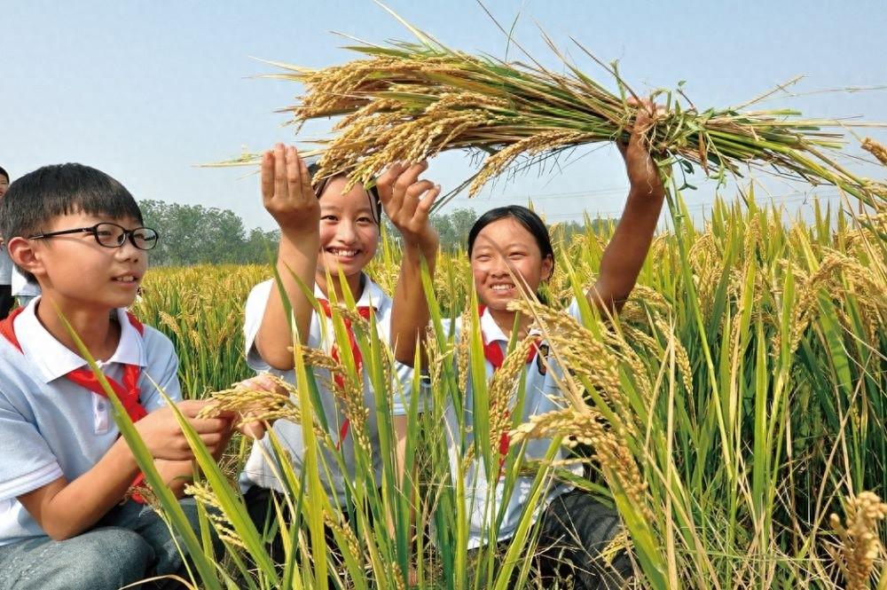 港城秋收有序推进，玉米大豆丰收在望  第1张
