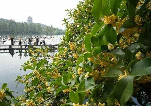 杭州 500 万株桂花开了！有人欢喜有人忧，半天 20 例都是同个问题  第1张